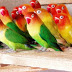 Campuran Khusus Pakan Lovebird Agar Ngekek Panjang dan Juara