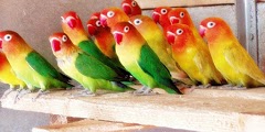 Campuran Khusus Pakan Lovebird Agar Ngekek Panjang dan Juara
