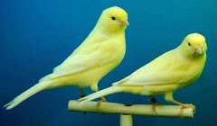 Beberapa Makanan Kenari Yang Bikin Kenari Makin Gacor