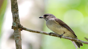 Harga Burung Flamboyan Terbaru 2018