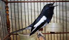 Jenis dan Cara Perawatan Burung Kacer Juara