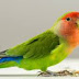 Cara Terapi Burung Lovebird Biar Gacor Dan Ngekek Hanya Dalam 1 Minggu