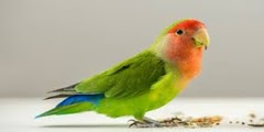 Cara Terapi Burung Lovebird Biar Gacor Dan Ngekek Hanya Dalam 1 Minggu