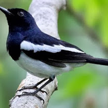 Cara Mengatasi Kegemukan Pada Burung Kacer