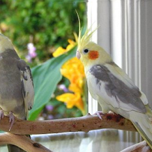 Harga Burung Falk Terbaru 2018