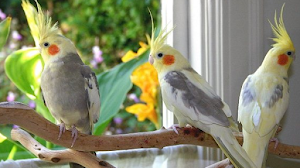 Harga Burung Falk Terbaru 2018