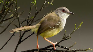 Beberapa Perawatan Penting Untuk Mencegah Burung Ciblek Macet Bunyi