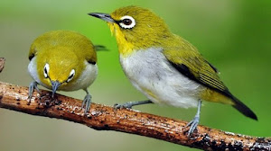 Cara Memilih Burung Pleci Yang Bagus Dan Cara Perawatannya