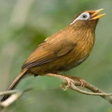 Harga Burung Hwamei Terbaru 2018