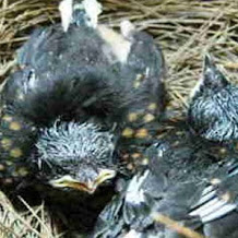 Cara Perawatan Burung Kacer Poci Dari Lolohan Hingga Dewasa