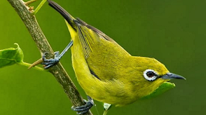 Cara Perawatan Burung Pleci Yang Macet Bunyi