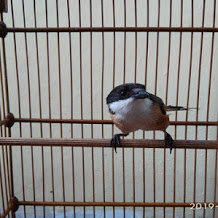 Perawatan Burung Cendet Mabung Supaya Cepat Tuntas