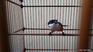 Perawatan Burung Cendet Mabung Supaya Cepat Tuntas