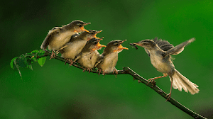 Rebusan Telur Puyuh Untuk Burung Ciblek Rajin Berkicau