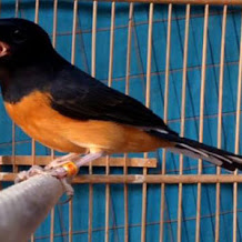 MP3 Suara Burung Murai Batu Gacor