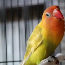 Update Harga Lovebird Terbaru 2019