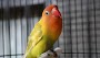 Update Harga Lovebird Terbaru 2019