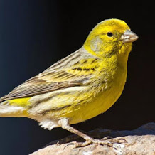 Jenis Dan Harga Burung Kenari Isian Gacor 2019