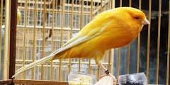 Beberapa Cara Mengatasi Burung Kenari Yang Mengalami Stress