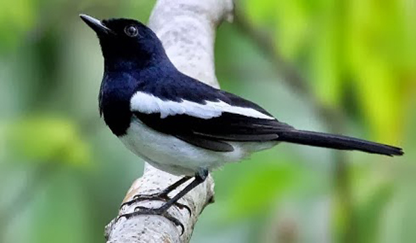burung kacer tampil maksimal