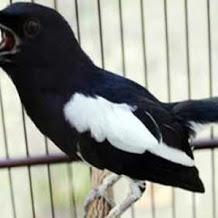 MP3 Suara Burung Kacer Gacor Dan Kicauan Lantang