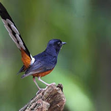 Download MP3 Masteran Burung Murai Batu Full Isian