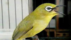 Download MP3 Suara Terapi Burung Pleci Ngalas Nembak Dan Ngeplong