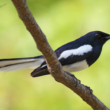 Cara Perawatan Khusus Agar Burung Kacer Muda Hutan Menjadi Jinak Lalat