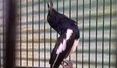 Persiapan Burung Kacer Sebelum Lomba