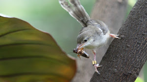 Download Suara Kicau Burung Ciblek Gacor Dan Ngebren Cocok Untuk Pikat