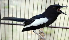 Cara Perawatan Burung Kacer Untuk Pemula