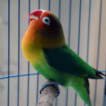 MP3 Suara Burung Lovebird Ngekek Panjang