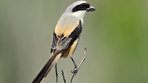 Harga Burung Cendet Terbaru 2018