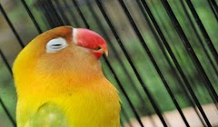 Cara Mengatasi Burung Lovebird Yang Sering Tidur Saat Lomba