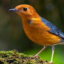 Cara Mengatasi Burung Anis Merah Yang Sangat Galak