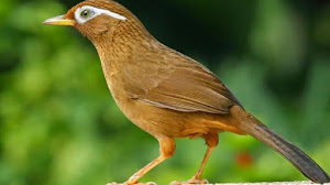 Harga Burung Wambi Terbaru 2018