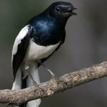 Cara Perawatan Burung Kacer Macet Bunyi