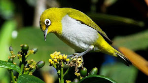 Cara Mengatasi Burung Pleci Yang Mengalami Over Birahi