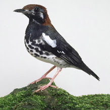 MP3 Suara Burung Anis Kembang Gacor