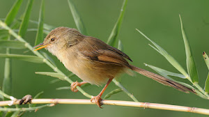 Beberapa Penyebab Dan Cara Mengatasi Burung Ciblek Sering Cabut Bulu