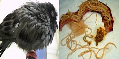 Cara Mengatasi Burung Yang Terkena Penyakit Cacingan
